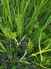 Equisetum arvense
