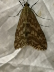 Evergestis frumentalis