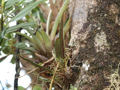 Serpocaulon levigatum