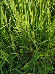 Equisetum arvense