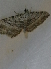 Horisme calligraphata