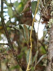 Serpocaulon levigatum