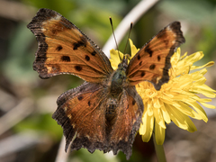 Polygonia progne