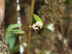 Masdevallia amanda