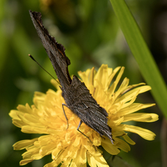 Polygonia progne