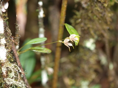 Masdevallia amanda