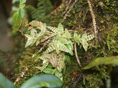 Epidendrum stanhopeanum