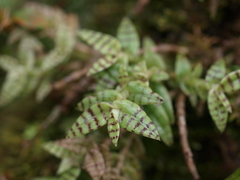 Epidendrum stanhopeanum