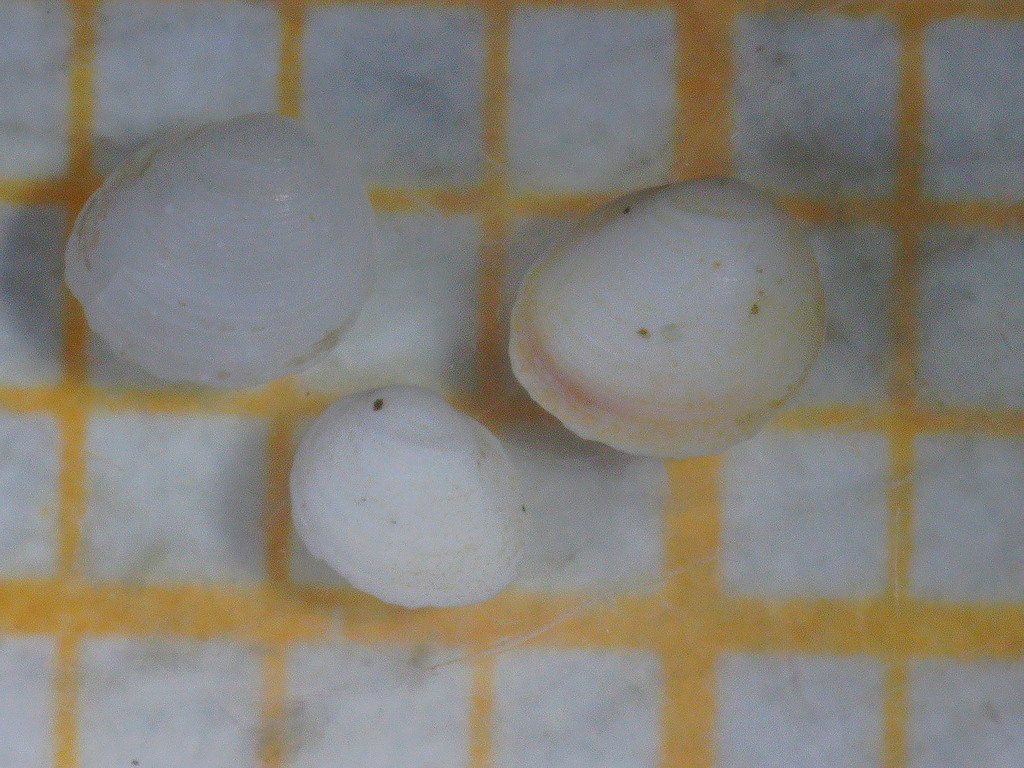 pygmy pea mussel
