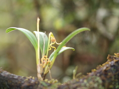 Masdevallia caudivolvula