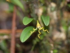 Masdevallia caudivolvula