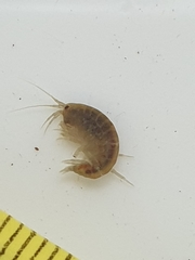 Gammarus pulex