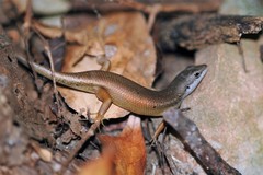 Trachylepis tandrefana