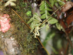 Epidendrum stanhopeanum