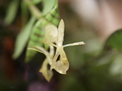 Epidendrum stanhopeanum