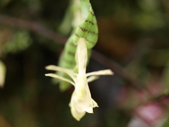 Epidendrum stanhopeanum
