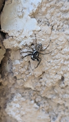 Menemerus semilimbatus