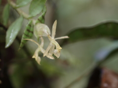 Epidendrum stanhopeanum