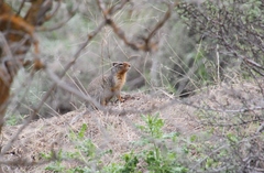 Urocitellus columbianus