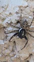 Menemerus semilimbatus