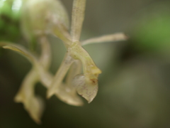 Epidendrum stanhopeanum