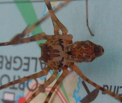 Scytodes punctipes