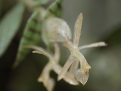 Epidendrum stanhopeanum