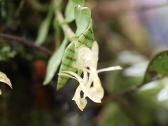 Epidendrum stanhopeanum