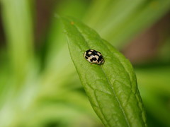 Propylea quatuordecimpunctata