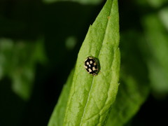 Propylea quatuordecimpunctata
