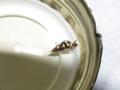 Annulobalcis maculatus