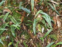 Masdevallia caudivolvula