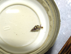 Annulobalcis maculatus