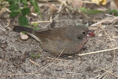 Lagonosticta nitidula