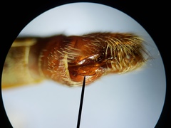 Proctacanthus brevipennis image