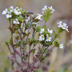 Euphrasia regelii