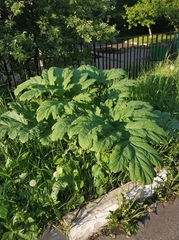 Heracleum sosnowskyi