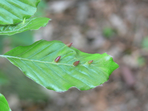 Beech Gall Midge, Groesbeek, Nederland, photo 8 of 10