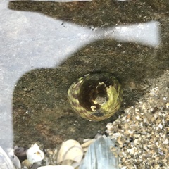 Steromphala umbilicalis