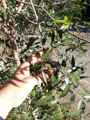 Blepharocalyx salicifolius