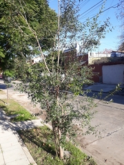 Blepharocalyx salicifolius