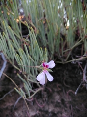 Pelargonium laevigatum oxyphyllum