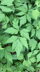 Xanthorhiza simplicissima