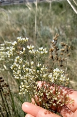 Eremogone longifolia