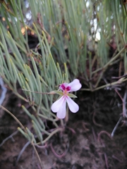 Pelargonium laevigatum oxyphyllum
