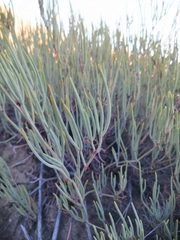Pelargonium laevigatum oxyphyllum