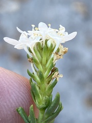 Pseudoselago gracilis