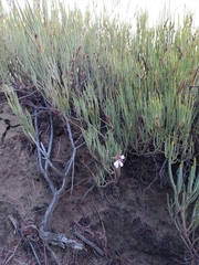 Pelargonium laevigatum oxyphyllum