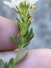 Pseudoselago gracilis