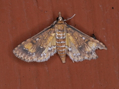 Niphograpta albiguttalis